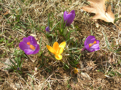crocusbefore