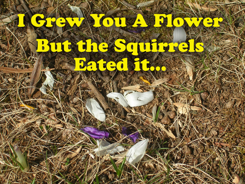 flowersquirrel