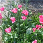 dscn0044