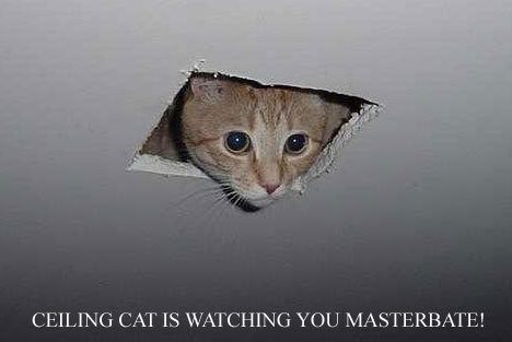 ceiling_cat1