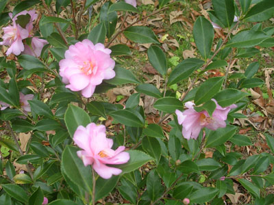 DSCN1467