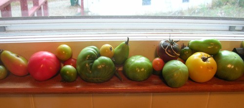 Tomatoes in the window